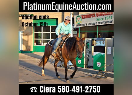 American Quarter Horse, Merrie, 6 Jaar, Roodbruin