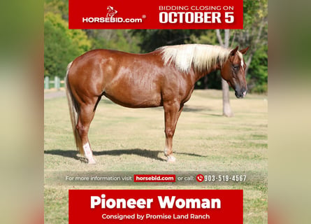 American Quarter Horse, Merrie, 6 Jaar, Roodvos