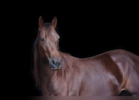 American Quarter Horse, Merrie, 7 Jaar, 138 cm, Donkere-vos