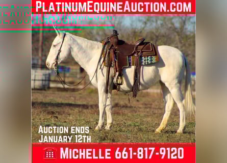 American Quarter Horse, Merrie, 7 Jaar, 140 cm, Wit