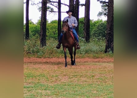 American Quarter Horse, Merrie, 7 Jaar, 142 cm, Roodbruin