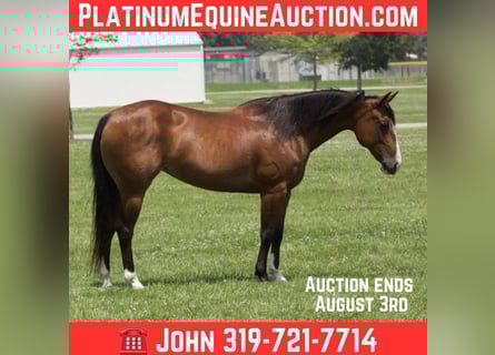 American Quarter Horse, Merrie, 7 Jaar, 142 cm, Roodbruin