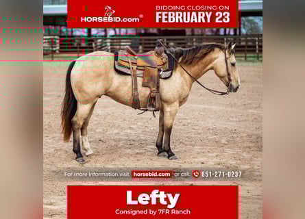 American Quarter Horse, Merrie, 7 Jaar, 145 cm, Buckskin