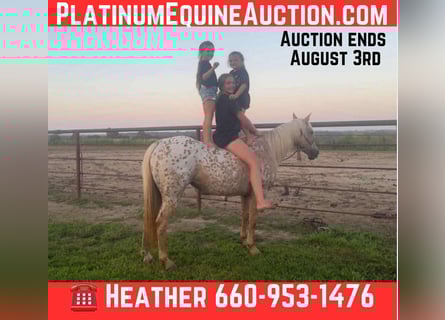 American Quarter Horse, Merrie, 7 Jaar, 145 cm, Palomino