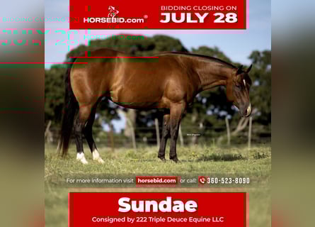 American Quarter Horse, Merrie, 7 Jaar, 145 cm, Roodbruin