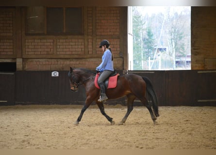 American Quarter Horse, Merrie, 7 Jaar, 146 cm, Bruin