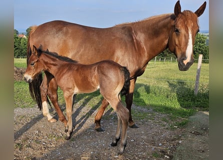American Quarter Horse, Merrie, 7 Jaar, 146 cm, Vos