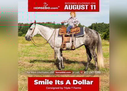 American Quarter Horse, Merrie, 7 Jaar, 147 cm, Schimmel