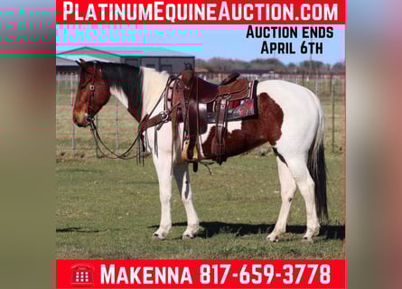 American Quarter Horse, Merrie, 7 Jaar, 147 cm, Tobiano-alle-kleuren