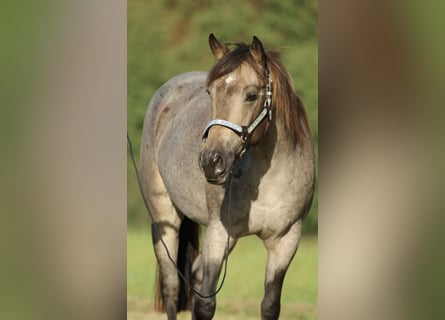 American Quarter Horse, Merrie, 7 Jaar, 148 cm, Buckskin