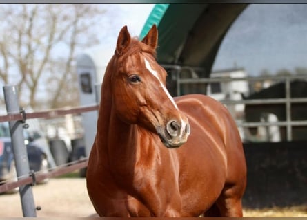 American Quarter Horse, Merrie, 7 Jaar, 148 cm, Vos