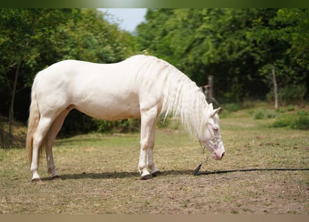 American Quarter Horse, Merrie, 7 Jaar, 150 cm, Cremello