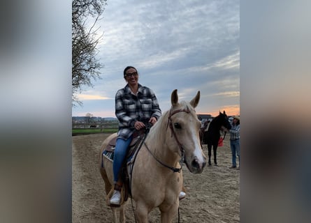 American Quarter Horse, Merrie, 7 Jaar, 150 cm, Palomino