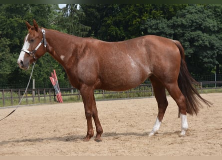 American Quarter Horse, Merrie, 7 Jaar, 150 cm, Rabicano