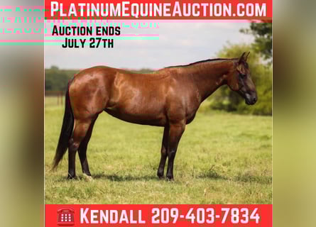 American Quarter Horse, Merrie, 7 Jaar, 150 cm, Roodbruin