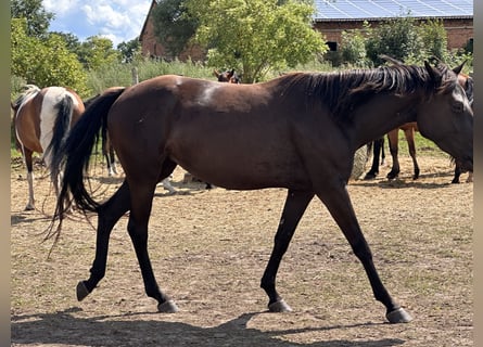 American Quarter Horse Mix, Merrie, 7 Jaar, 151 cm, Zwart
