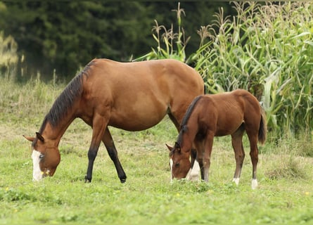 American Quarter Horse, Merrie, 7 Jaar, 152 cm, Bruin