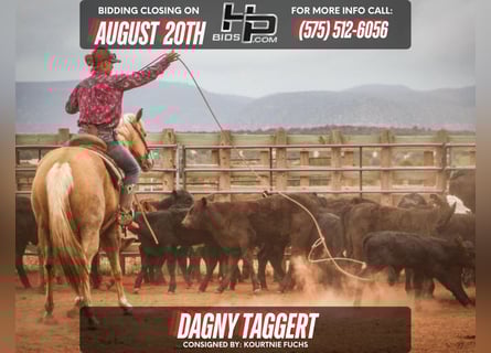 American Quarter Horse, Merrie, 7 Jaar, 152 cm, Palomino