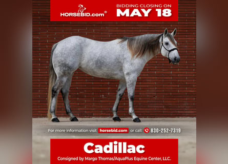 American Quarter Horse, Merrie, 7 Jaar, 152 cm, Schimmel