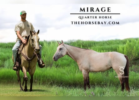 American Quarter Horse, Merrie, 7 Jaar, 155 cm, Buckskin