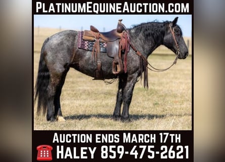 American Quarter Horse, Merrie, 7 Jaar, 157 cm, Roan-Blue