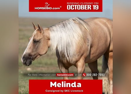 American Quarter Horse, Merrie, 7 Jaar, Palomino