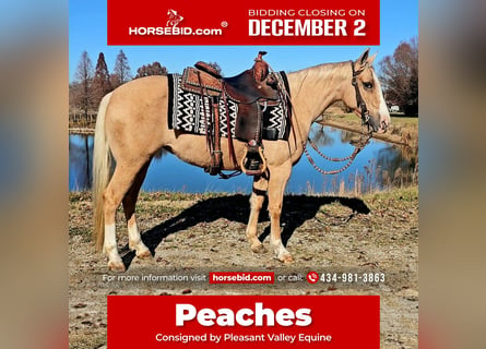 American Quarter Horse, Merrie, 8 Jaar, 135 cm, Palomino