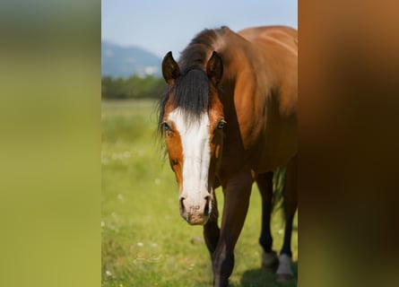 American Quarter Horse, Merrie, 8 Jaar, 146 cm, Bruin