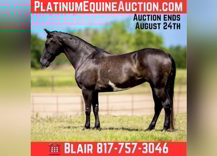 American Quarter Horse, Merrie, 8 Jaar, 147 cm, Overo-alle-kleuren