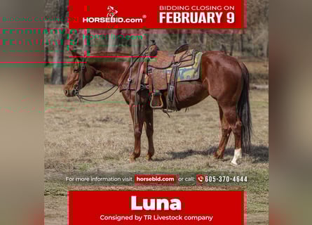 American Quarter Horse, Merrie, 8 Jaar, 147 cm, Roodvos