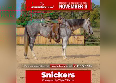 American Quarter Horse, Merrie, 8 Jaar, 147 cm, Schimmel