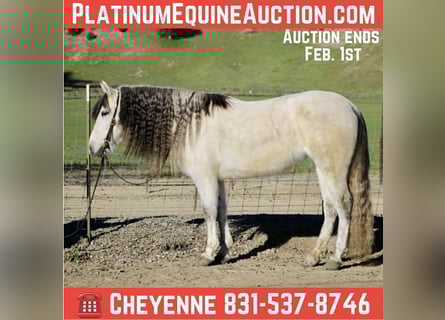 American Quarter Horse, Merrie, 8 Jaar, 147 cm, Schimmel