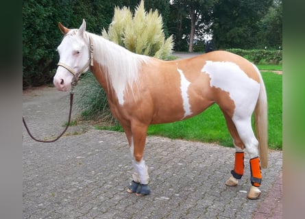 American Quarter Horse, Merrie, 8 Jaar, 148 cm, Palomino