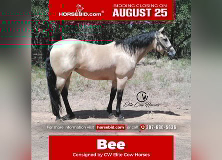 American Quarter Horse, Merrie, 8 Jaar, 150 cm, Buckskin