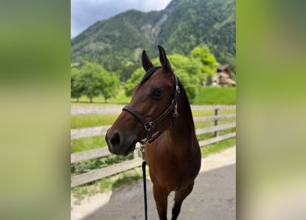 American Quarter Horse, Merrie, 8 Jaar, 152 cm
