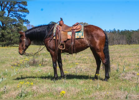 American Quarter Horse, Merrie, 8 Jaar, 152 cm, Roodbruin