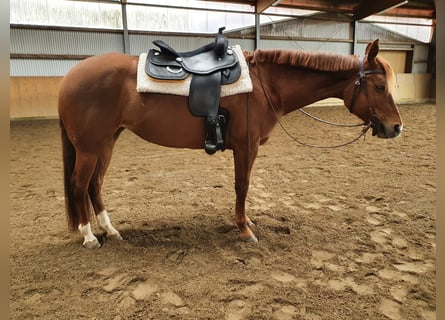 American Quarter Horse, Merrie, 8 Jaar, 155 cm, Donkere-vos