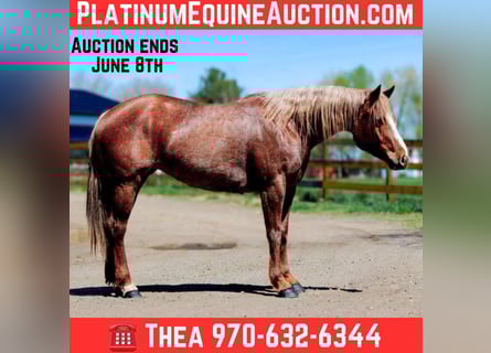 American Quarter Horse, Merrie, 8 Jaar, 157 cm, Roan-Red