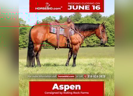 American Quarter Horse, Merrie, 8 Jaar, 157 cm, Roodbruin