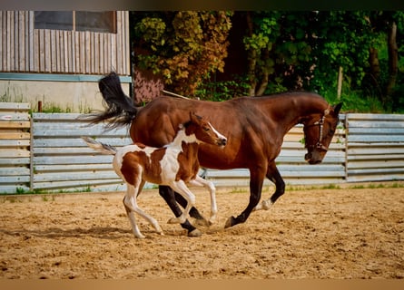 American Quarter Horse, Stute, 9 Jahre, 140 cm, Brauner