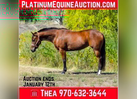 American Quarter Horse, Merrie, 9 Jaar, 142 cm, Roodbruin