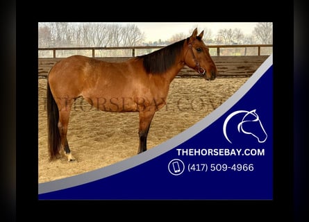 American Quarter Horse, Merrie, 9 Jaar, 145 cm, Falbe
