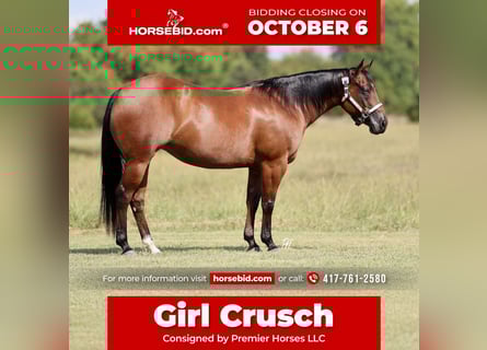 American Quarter Horse, Merrie, 9 Jaar, 147 cm, Roodbruin