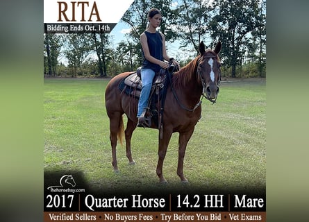 American Quarter Horse, Merrie, 9 Jaar, 147 cm, Roodvos