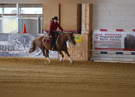 American Quarter Horse, Merrie, 9 Jaar, 147 cm, Vos