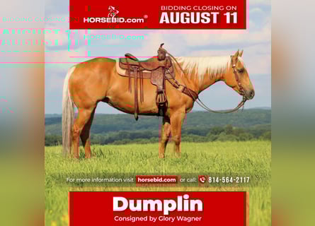 American Quarter Horse, Merrie, 9 Jaar, 152 cm, Palomino