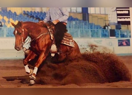 American Quarter Horse, Merrie, 9 Jaar, 155 cm, Vos