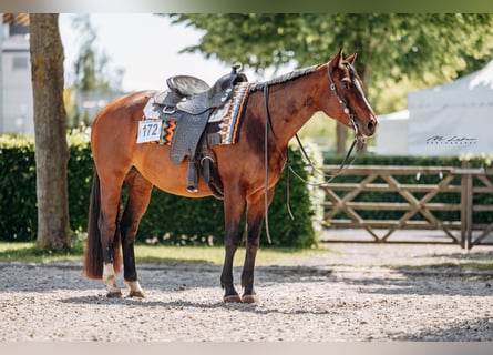 American Quarter Horse, Merrie, 9 Jaar, 158 cm, Bruin