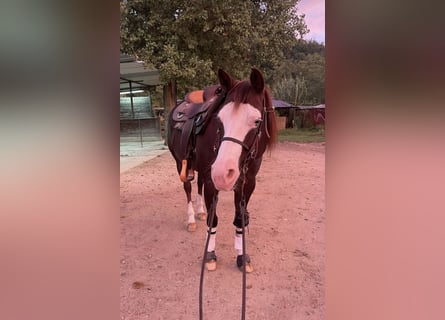American Quarter Horse, Merrie, 9 Jaar, Donkere-vos