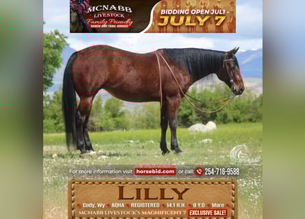American Quarter Horse, Merrie, 9 Jaar, Roodbruin